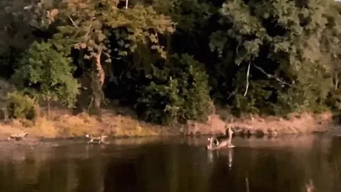 CLIP: Chiến thuật lạ của đàn chó hoang trong cuộc săn mồi khốc liệt