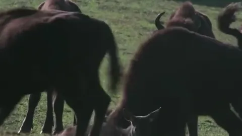 CLIP: Bị thương mà lỡ đi kiếm ăn vào địa phận của đàn bò Bison, hươu đỏ bị hành hạ dã man