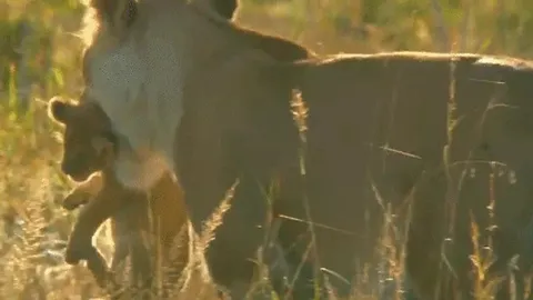 CLIP: Sư tử mẹ, lá chắn thép bảo vệ đàn con giữa đồng cỏ Châu Phi