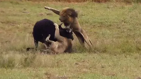 CLIP: Cận cảnh pha săn mồi ngoạn mục của “ông vua đồng cỏ”