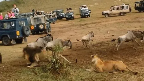 CLIP: Sư tử thản nhiên săn mồi giữa vòng vây du khách