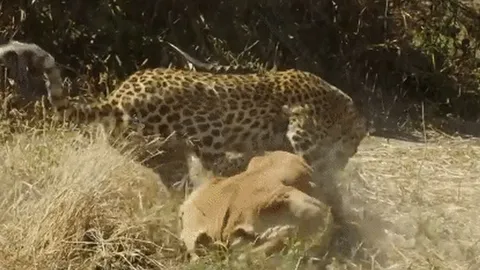 CLIP: Báo hoa mai tung đòn hiểm tóm gọn linh dương trong tích tắc