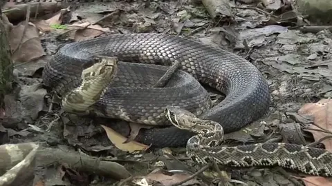 CLIP: Rắn đuôi chuông kịch độc bị hạ gục bởi "sát thủ" rắn lục trong cuộc chạm trán định mệnh