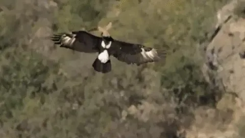 CLIP: Cặp đại bàng đen châu Phi "song kiếm hợp bích" trong cuộc đi săn chuột đá
