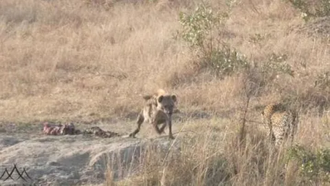 CLIP: Báo hoa mai bất lực giành lại bữa ăn trước 2 con linh cẩu