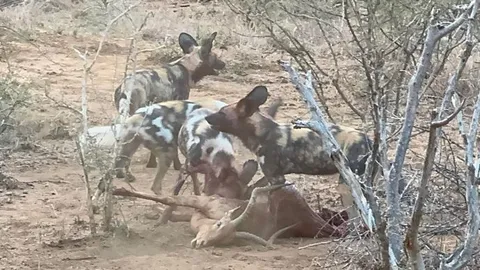 CLIP: Bầy chó hoang 'xẻ thịt' linh dương Impala trong nháy mắt