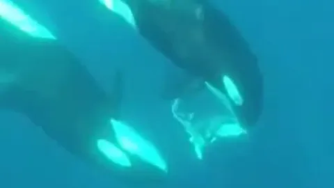 CLIP: Kết cục thảm thương của cá mập đầu búa khi bị cá voi sát thủ săn hạ