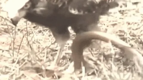 CLIP: Đụng độ chúa tể bầu trời, rắn hổ mang nhận cái kết bi thảm