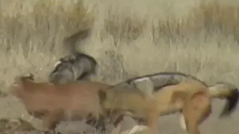 CLIP: Hai con chó rừng hợp sức tấn công linh miêu để giành lại xác đồng loại