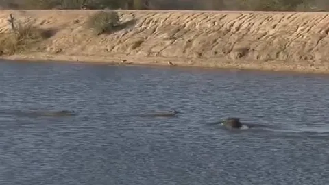 CLIP: Hà mã hóa 'người hùng', vội vàng giải cứu linh dương khỏi cá sấu nhưng cái kết mới 'sốc'