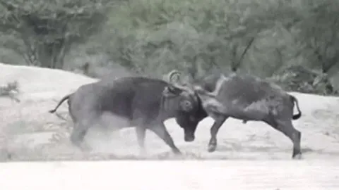 CLIP: Mãn nhãn trước màn đọ sức 'nảy lửa' của 2 con trâu rừng