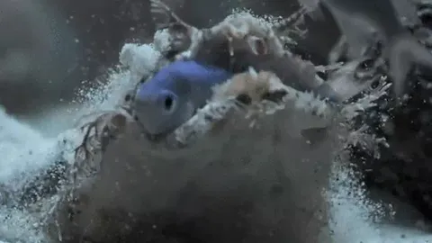 CLIP: Cá mập thảm “Sát thủ ngụy trang” dưới đáy đại dương