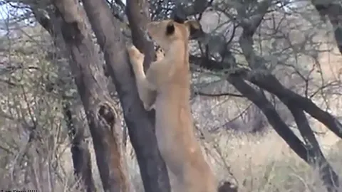 CLIP: Sư tử bất ngờ leo cây săn khỉ đầu chó