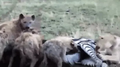 CLIP: Sư tử vất vả hạ gục ngựa vằn, đàn linh cẩu kéo đến “chia phần”