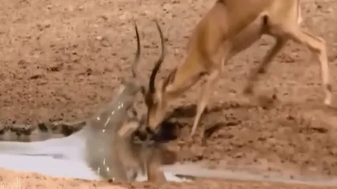 CLIP: Cá sấu tung cú đớp cực nhanh, hạ sát linh dương trong nháy mắt