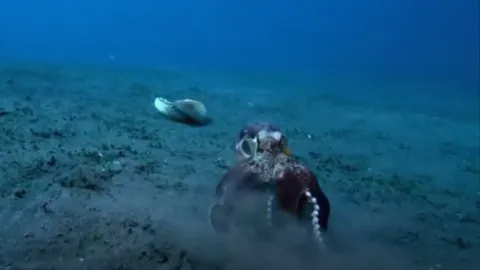 CLIP: Kỳ lạ, bạch tuộc dừa biết sử dụng công cụ để săn mồi