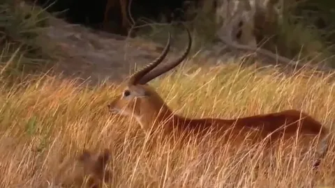CLIP: Đàn chó hoang châu Phi hạ gục linh dương giữa thảo nguyên