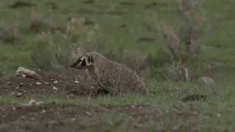 CLIP: Màn săn mồi kỳ lạ, lửng hợp tác với sói đồng cỏ để săn mồi