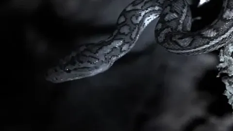 CLIP: Trăn treo mình trên vách đá vồ dơi trong bóng tối