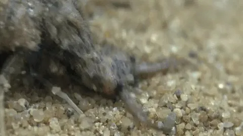 CLIP: Cuộc săn mồi chết chóc của "sát thủ cát nóng" dưới cái nắng 70 độ C