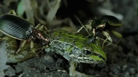 CLIP: Bọ cánh cứng "lật kèo" ngoạn mục biến kẻ săn mồi thành con mồi