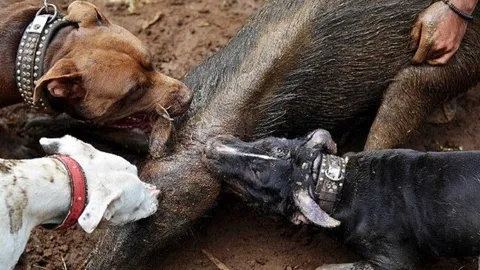 CLIP: Đàn chó pitbull tử chiến với lợn rừng giữa thiên nhiên hoang dã