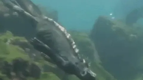 CLIP: Cận cảnh màn săn mồi của kỳ nhông biển khổng lồ