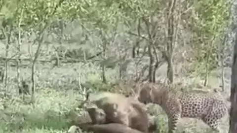 CLIP: Bị cướp mồi, báo hoa mai quay lại phục hận khiến linh cẩu tháo lui