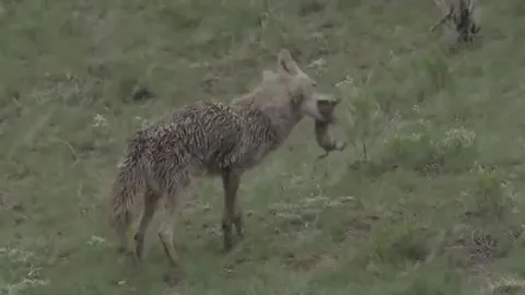 CLIP: Lửng và sói đồng cỏ 'bắt tay' hợp tác săn mồi và cái kết mĩ mãn