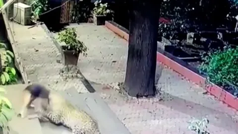 CLIP: Đang ngủ, chó nhà bị báo hoa mai cắn cổ lôi đi và cái kết khó tin