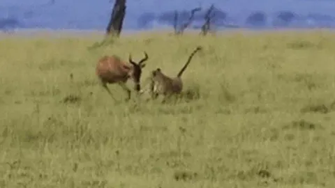 CLIP: Báo cheetah bị linh dương "phản đòn" đuổi chạy thục mạng