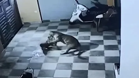 CLIP: Đang cắn xé chó nhà, báo hoa mai bất ngờ bỏ lại con mồi rồi trèo tường bỏ chạy đầy khó hiểu