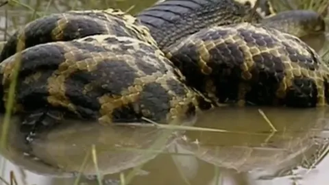 CLIP: Trăn khổng lồ siết chết cá sấu Caiman sau pha phục kích ngoạn mục