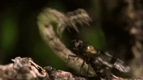 CLIP: Rợn người với màn săn mồi của loài sâu bướm ăn thịt