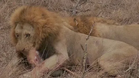 CLIP: Cuộc chiến của những 'vị vua đồng cỏ' để tranh giành xác linh dương Impala