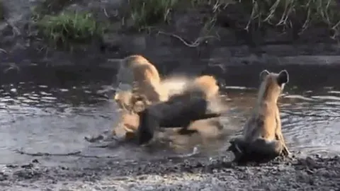 CLIP: Chủ động húc linh cẩu, linh dương phải trả giá bằng cả tính mạng