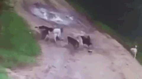 CLIP: Say rượu đi ngang đàn chó hoang mình từng nhiều lần cho ăn, người đàn ông bị tấn công đến tử vong