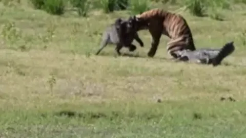 CLIP: Đang vật lộn với lợn rừng bỗng bị cá sấu cắn lén, hổ có màn né đòn nhanh như chớp