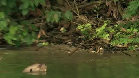 CLIP: Đi vào địa bàn của đàn rái cá khổng lồ, cá sấu caiman bị 'đánh hội đồng' và cái kết