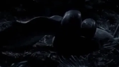 CLIP: Trăn gấm phục kích trong đêm, cú siết tử thần đoạt mạng nai tơ