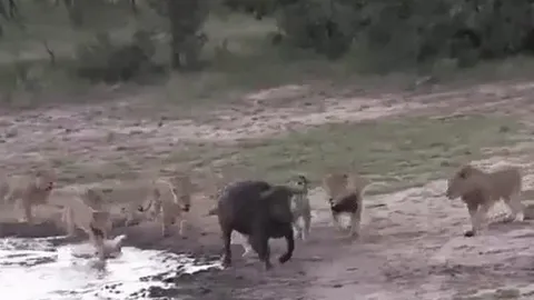 CLIP: Bị 11 con sư tử truy sát, trâu rừng vẫn có màn tẩu thoát ngoạn mục