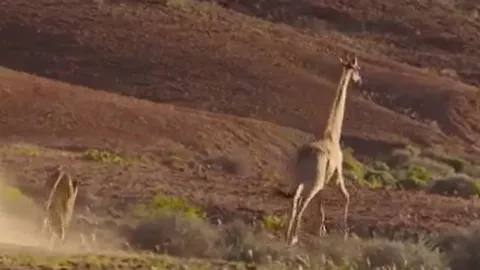 CLIP: Bị phản đòn, sư tử cái lĩnh cú húc trời giáng từ hươu cao cổ