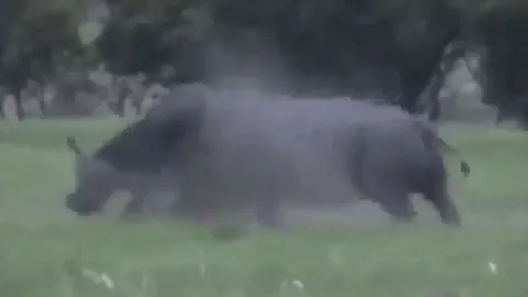 CLIP: Trêu chọc tê giác, trâu rừng bị đối thủ húc tung lên không trung