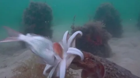 CLIP: Màn săn mồi chớp nhoáng của bậc thầy ngụy trang mực nang