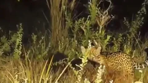 CLIP: Đêm hôm đi săn thú ăn kiến, báo đốm nhận cái kết 'bẽ mặt'