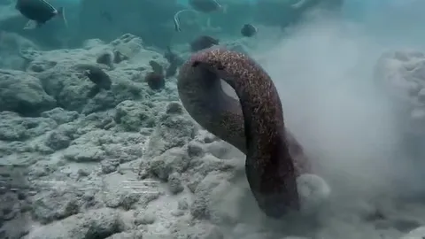 CLIP: Cá chình moray đối đầu bạch tuộc, thợ lặn cũng không thoát nạn