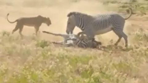 CLIP: Sai lầm của ngựa vằn mẹ khiến con non trở thành mồi ngon cho sư tử