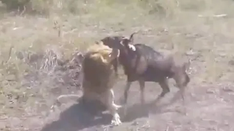 CLIP: Linh dương đầu bò vừa vượt sông đã rơi vào nanh vuốt tử thần