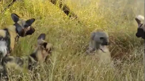 CLIP: Bầy chó hoang “hội đồng” xử lý linh cẩu đơn độc