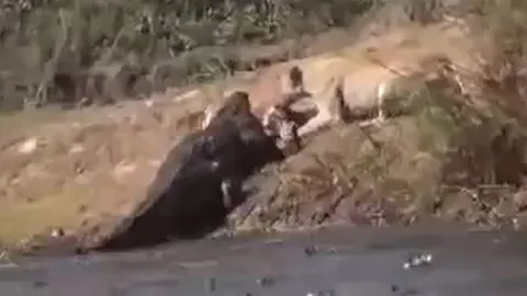 CLIP: Cá sấu vừa săn được linh dương chưa kịp thưởng thức thì sư tử đã vội tới giành phần và cái kết